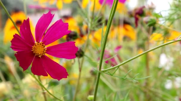 Blommor kosmos vajande i vinden — Stockvideo