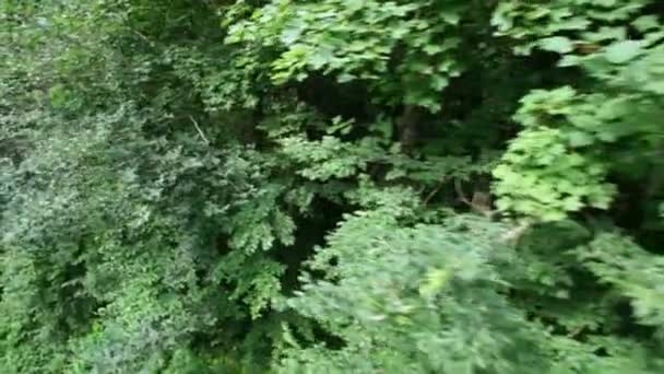 Bäume zweigen von fahrender Seilbahn im Wald ab — Stockvideo