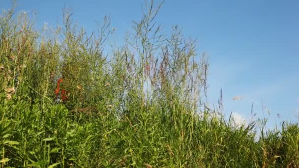 Femme en t-shirt rouge avec petit panier descend à travers les herbes hautes — Video