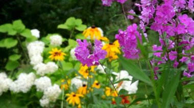 Bahçe çiçekleri, ön arka plana yakınlaştırma