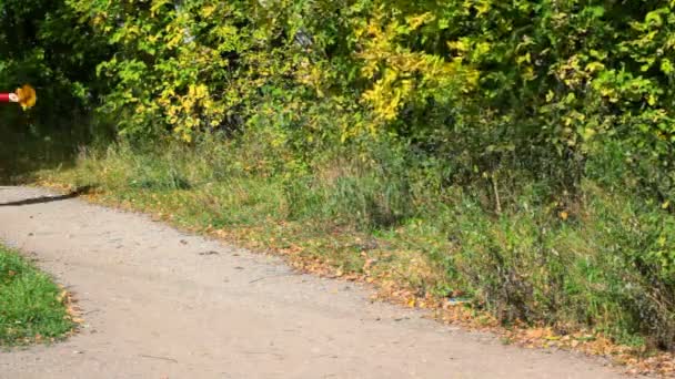 Mujer joven con hojas de arce en las manos corriendo en el parque de otoño — Vídeo de stock