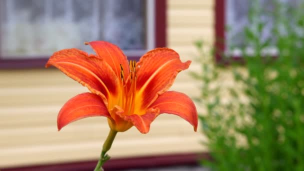 tigre lis agitant dans le vent dans le jardin 
