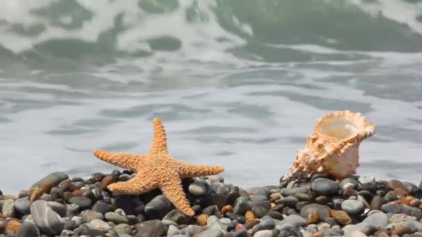 Rozgwiazdy i muszla na kamienistej plaży, morze surfowania w tle — Wideo stockowe