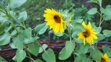 Sarı bir daha gözden geçirme ayçiçeği mütevazi arı ile doğada yaz aylarında üzerinde oturur