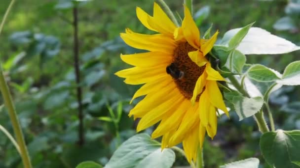 Mädchen sieht bescheidene Biene an, die im Sommer auf gelben Blüten sitzt — Stockvideo