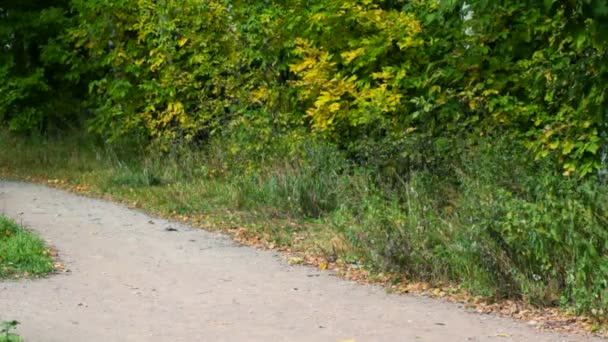 Giovane donna con bambina in esecuzione nel parco autunnale, alla macchina fotografica — Video Stock