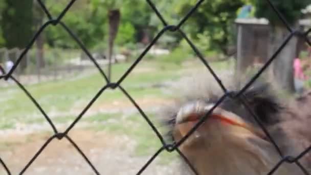 Ostrich emu biting grid in open-air cage in zoo — Stock Video