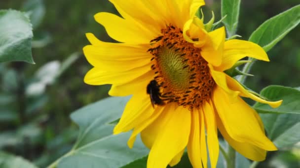 Abelha humilde senta-se na bela flor amarela na natureza no verão — Vídeo de Stock