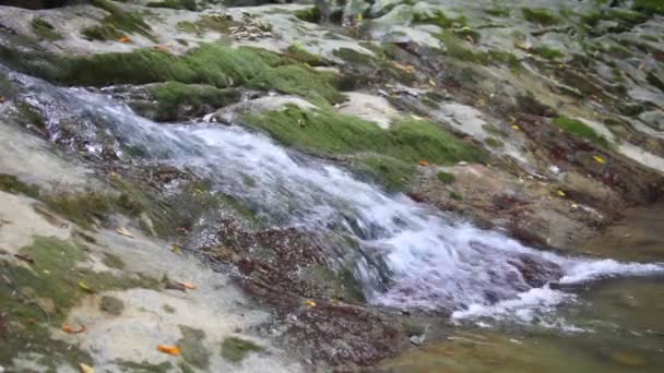 Bäcken kör på rock till berg flod i skogen — Stockvideo