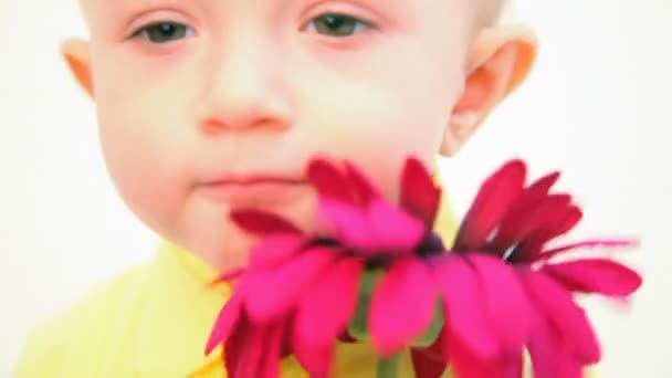 Little girl smelling red flower against white background — Stock Video