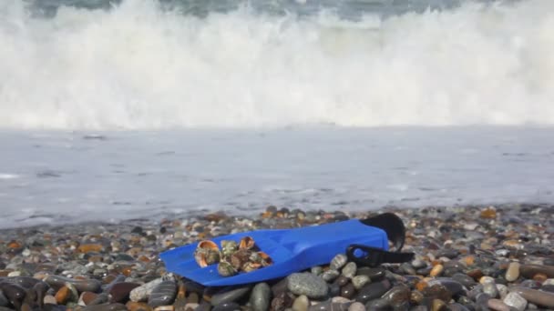 Barbatana com conchas na costa de calhau contra onda de surf no mar — Vídeo de Stock