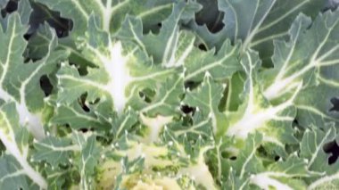 birkaç farklı lahana lahana başkanları inceleme yakın dünyada büyüyor