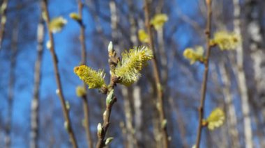 dal yaprak tomurcukları bahar orman, Bush'un yakın çekim