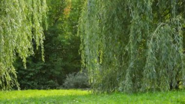 dört kişi mutlu bir aile ağacından arka kameradan parkında çalışır