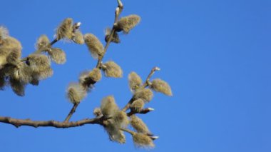 rüzgara karşı mavi gökyüzü ile dalgalar ağaç yaprağı ile Bahar Dalı tomurcukları