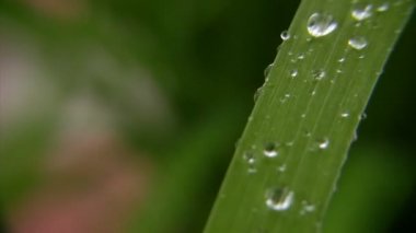 la lluvia cae sobre la hoja verde de hierba saludando por el viento, video con sonido