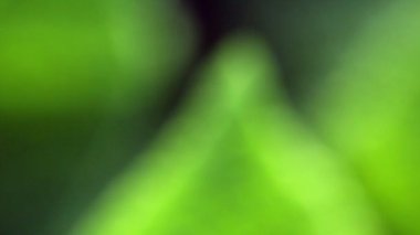 yakında yukarı merkezi kenarından yeşil yaprak damarları görüntüleme