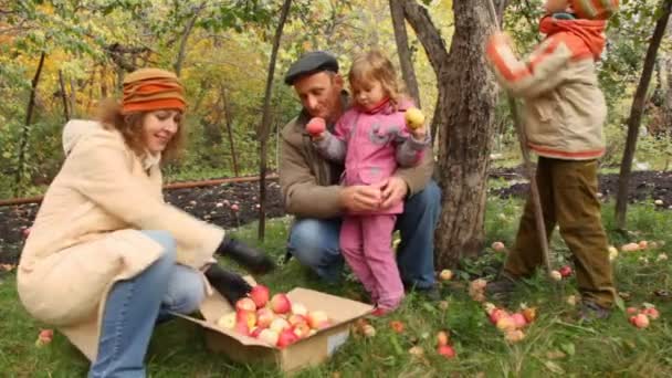 Gathering apples — Stock Video