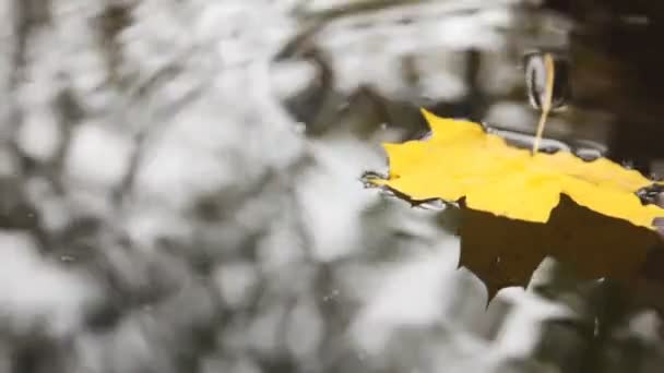 Some maple leaf fall on water and shakes on it — Stock Video