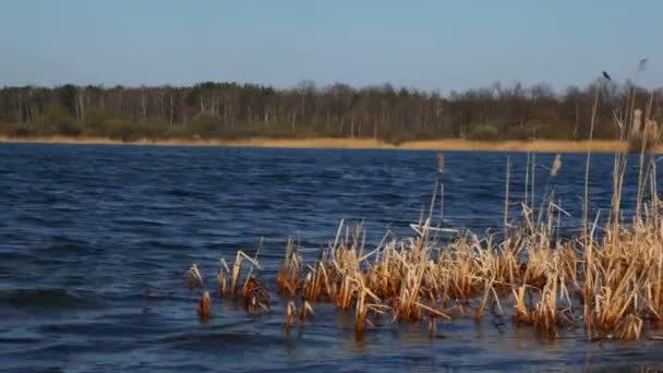 Masse roseau pousse dans l'eau bleu foncé du lac d'automne près de la forêt 