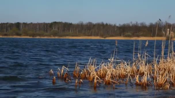 Masse roseau pousse dans l'eau bleu foncé du lac d'automne près de la forêt — Video