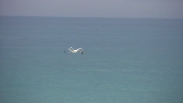Lonely white seagul flying above sea — Stock Video