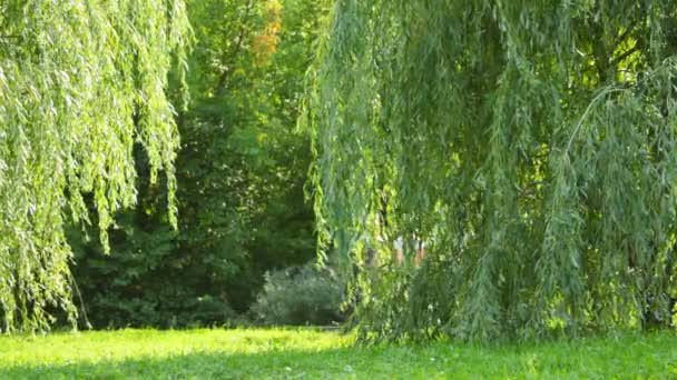 Glückliche vierköpfige Familie spaziert im Park von Baum zu Baum — Stockvideo