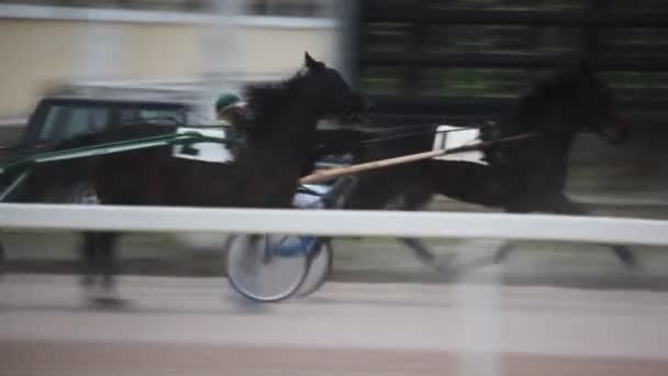 Alguns equestres em cavalos de corrida competem no hipódromo — Vídeo de Stock