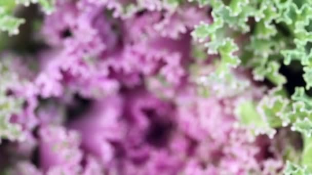 Viendo y enfocándose en el centro y las hojas de la cabeza de col verde violeta — Vídeo de stock