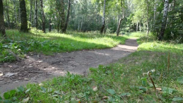 Niño y mujer monta ciclos en el bosque — Vídeos de Stock