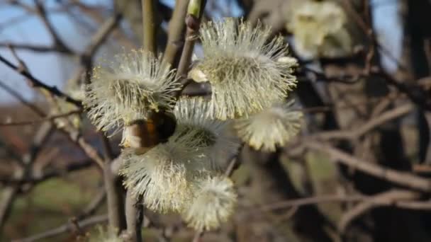 Bourdon ramassant le pollen des bourgeons foliaires sur la branche printanière 