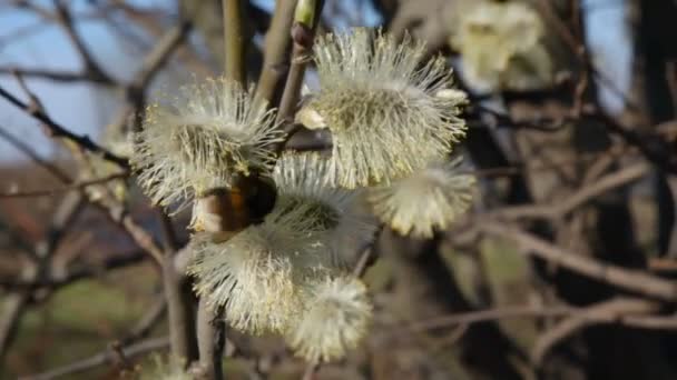 Bumblebee che raccoglie polline dalle gemme delle foglie sul ramo primaverile — Video Stock