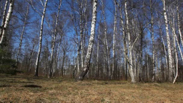 Familia feliz de tres con globos corre de izquierda a derecha en el bosque de primavera — Vídeos de Stock