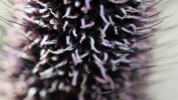 紫の花の茎を持つ黒と白 — ストック動画
