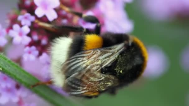 Bumblebee senta-se em inflorescência e recolhe pólen — Vídeo de Stock