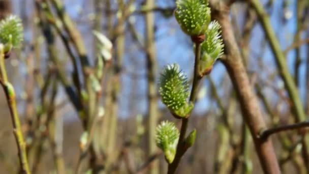 Rama de arbusto con brotes de hojas en el bosque de primavera, primer plano — Vídeos de Stock