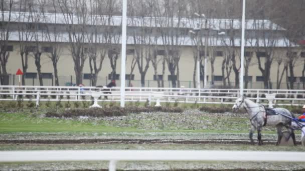 Cavalo de corrida manchado com carrinho e jóquei vai devagar no hipódromo — Vídeo de Stock