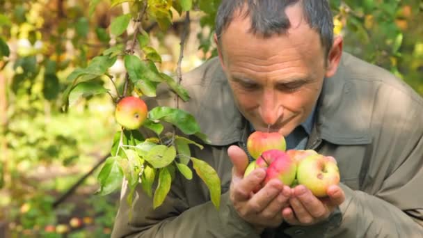 Hombre mayor extendiendo las manos con manzanas a la cámara en el parque — Vídeo de stock