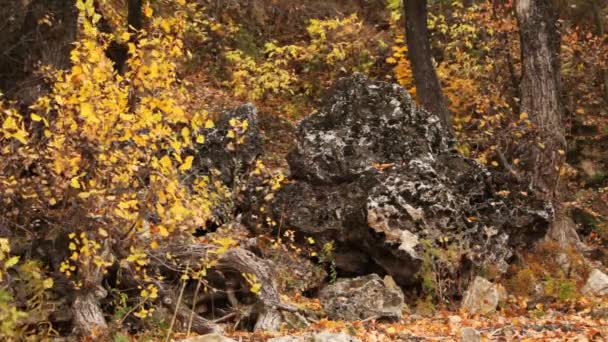 Paisaje de madera de piedras porosas y árboles — Vídeo de stock