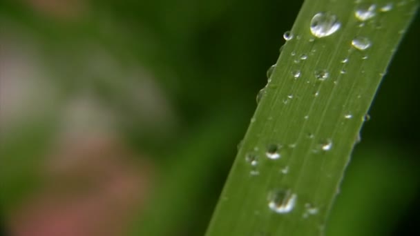 La lluvia cae sobre la hoja verde de hierba saludando por el viento, video con sonido — Stok video