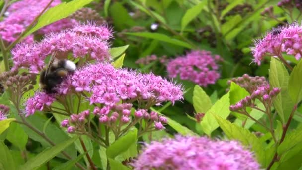 Big bumblebee collects pollen on flowers — Stock Video