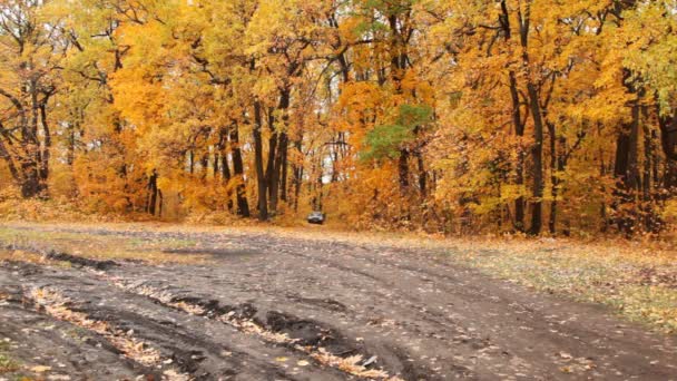 Автомобіль повертається на лісову дорогу — стокове відео