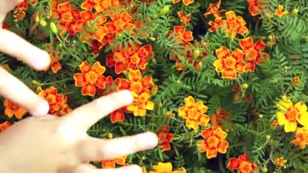 Childrens handen aanraken set van kleine oranje roosjes close-up — Stockvideo