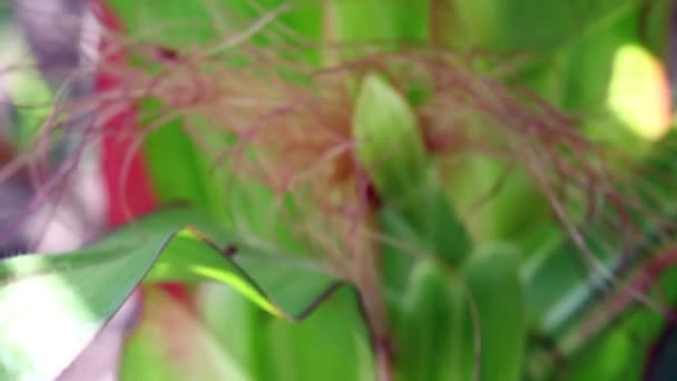 줄기와 녹색 식물의 머리를 가진 꽃 — 비디오