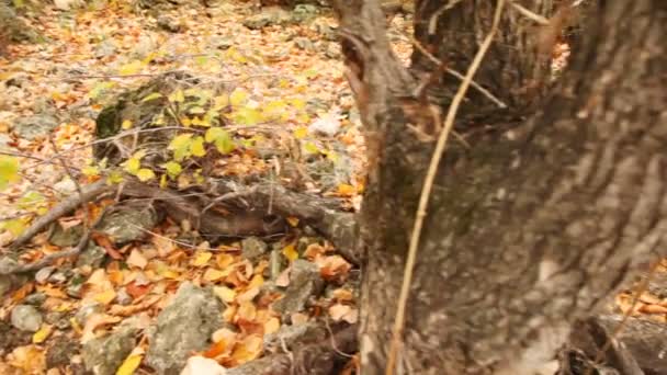 Tinjauan akar pohon, batu dan daun jatuh — Stok Video