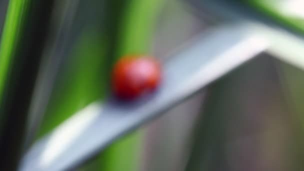 Ladybird creeping on stalks of plants — Stock Video