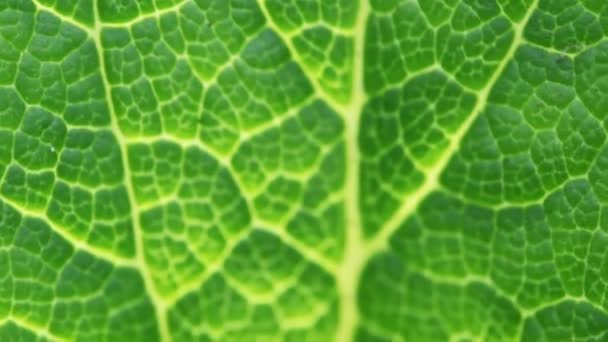 Vue rapprochée des nervures de la feuille verte d'un bord à l'autre 