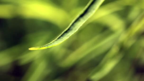 Survey of green leaves of plants — Stock Video