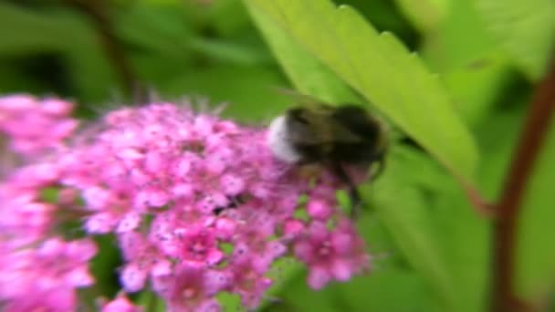 Velký čmelák létající z květu na květ — Stock video