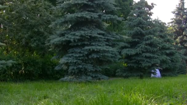 Chica camina desde detrás del árbol en el parque — Vídeo de stock